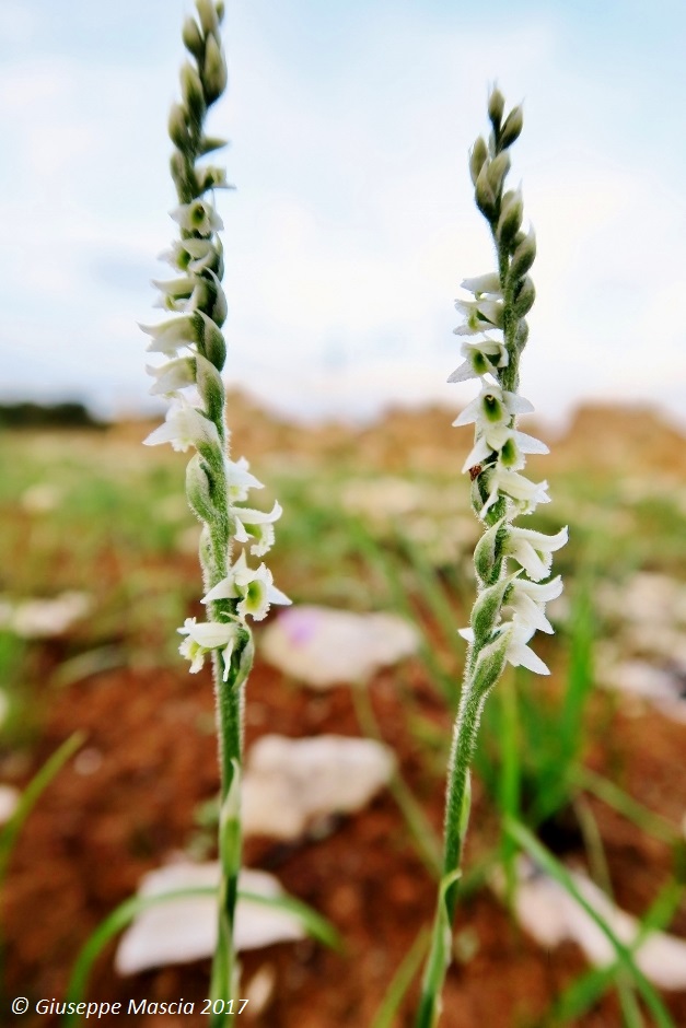 Spiranthes spiralis - Salento settentrionale Tarantino